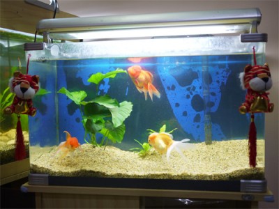 goldfish tank setup. Goldfish Tank after Revamp